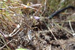Utricularia caerulea